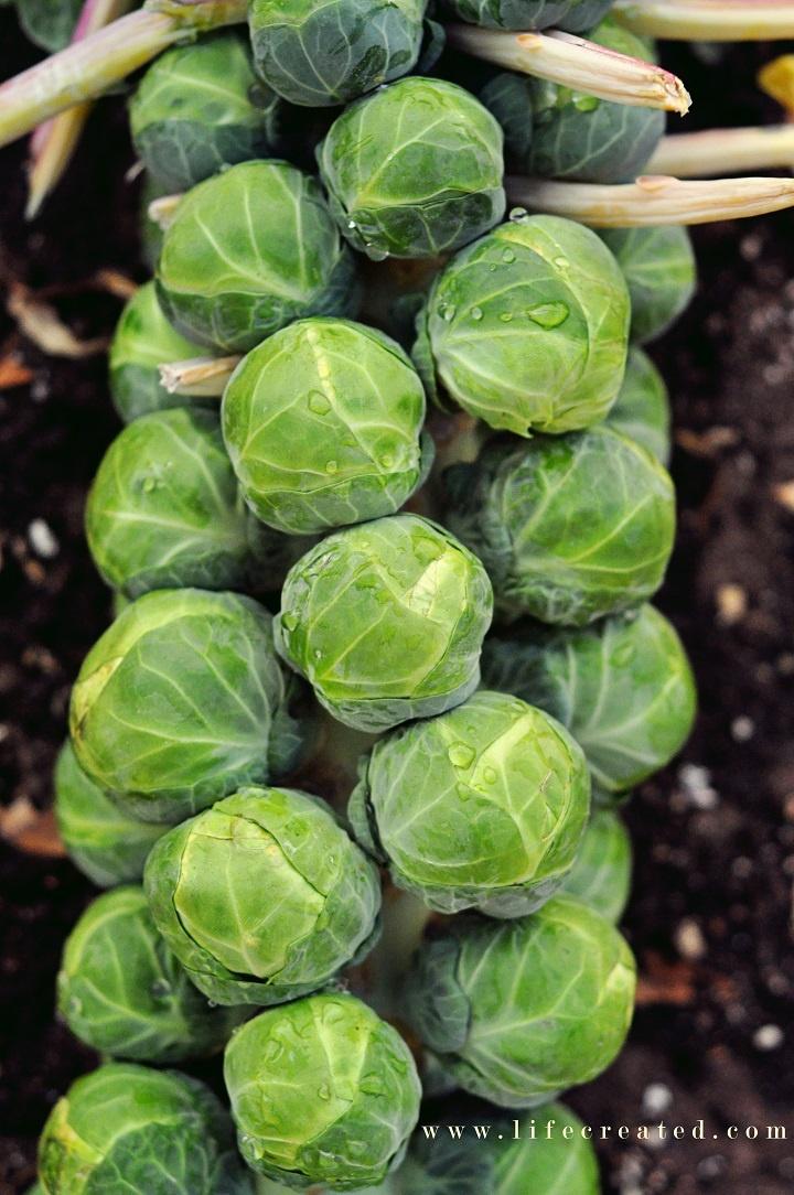 Leafy Greens Ensemble: Vibrant Farm-Fresh Mix